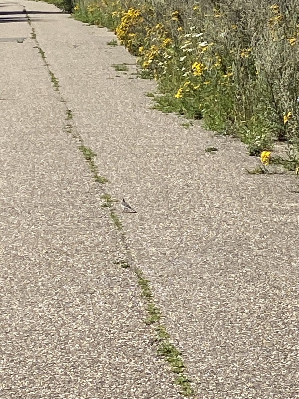 Blauwborst gespot