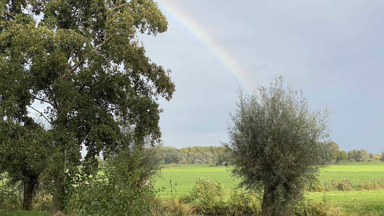 Regenboog