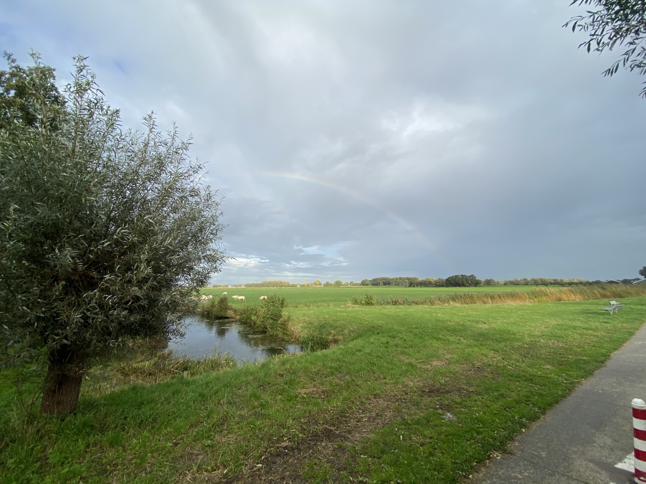 Regenboog