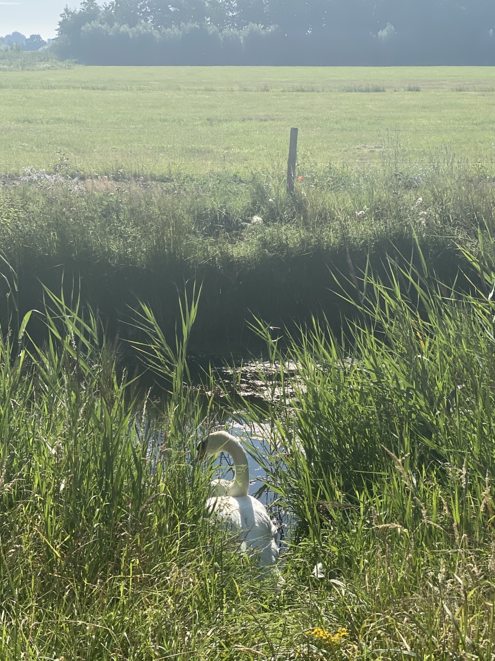 Tussen het riet