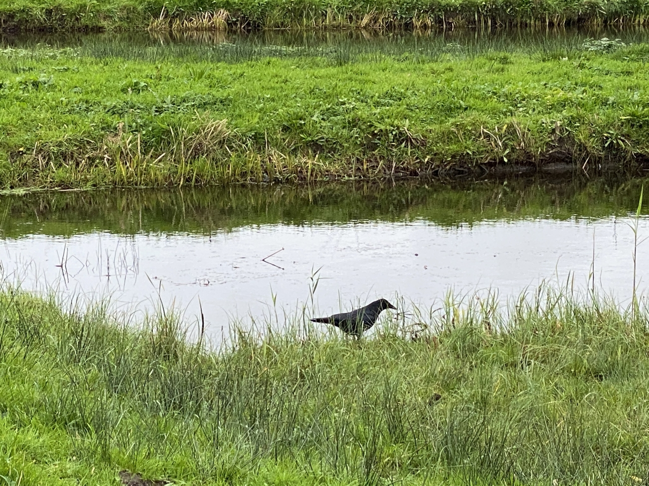 Vogel