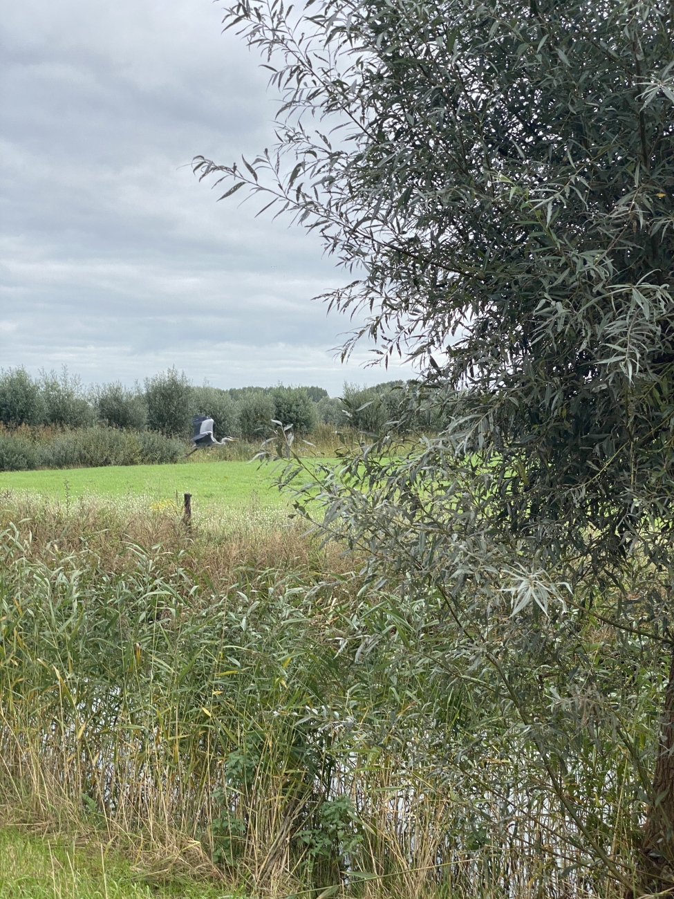 Wegwezen