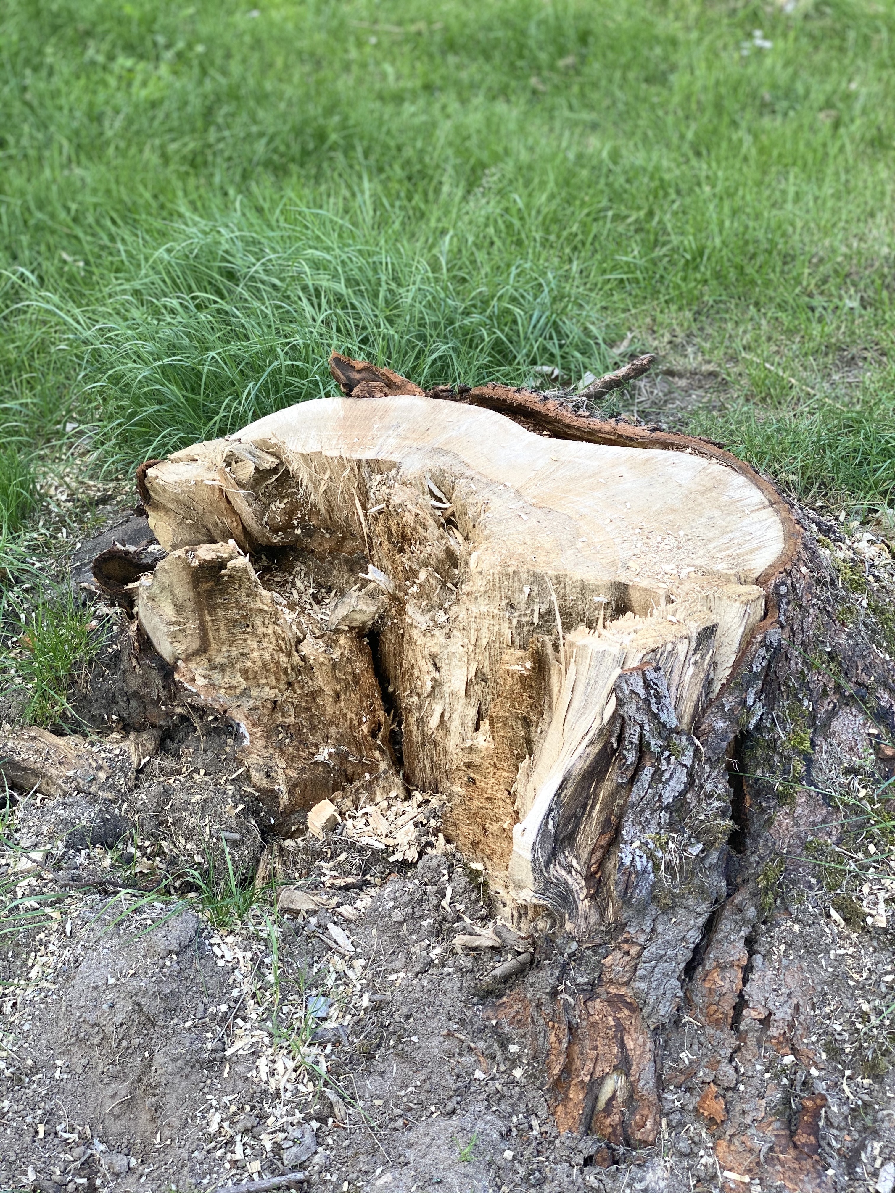Onheilsplek - geknakte boom met dode tot gevolg