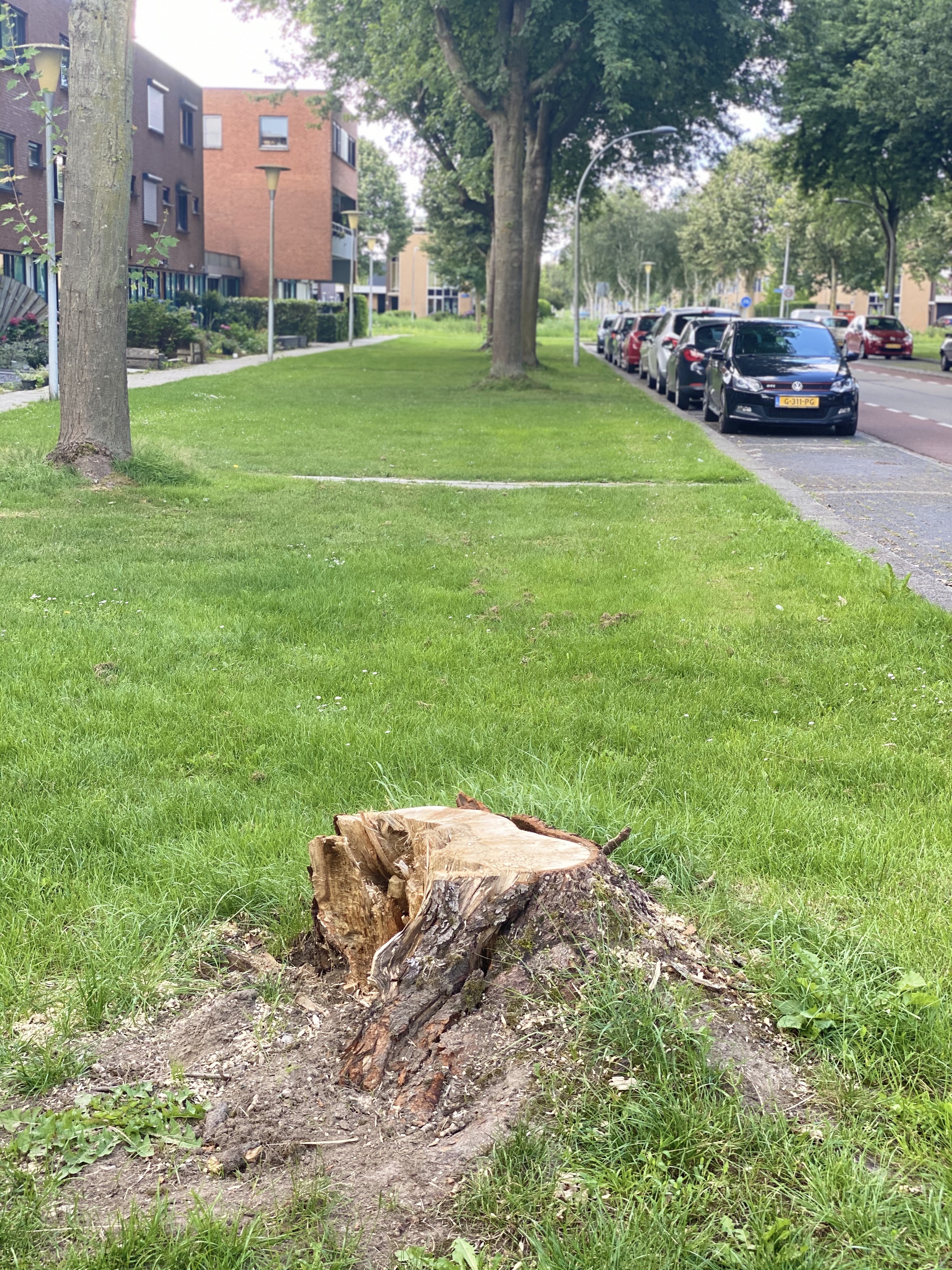 Onheilsplek - geknakte boom met dode tot gevolg